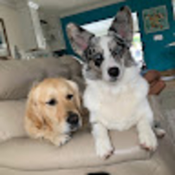 Meet your Posher, Sherry - Picture 1 of 1